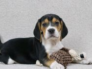 Beagle welpen - München