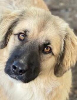 Malou, geb. ca. 04/2024, Griechenland - Euskirchen