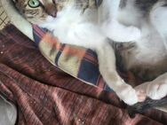 Zuhause gesucht für Penni - Walluf