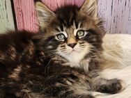 =^..^=Wunderschöne Maine Coon kitten mit Stammbaum aus seriöser Zucht =^..^= - Bad Berleburg