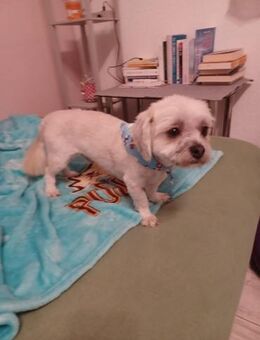 Maddox - Der kleine Süße - Elsdorf (Nordrhein-Westfalen)