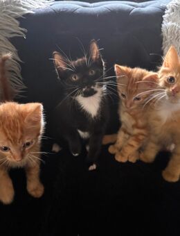 Kater kitten, Katze ‚Katzenbabys - Homberg (Efze)