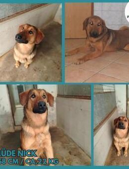 Nick toller Mischling Rüde verträglich - Margetshöchheim