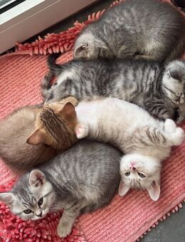 Britisch kurzhaar kitten - Dortmund