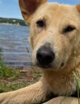 Zuhause für Tove gesucht - München