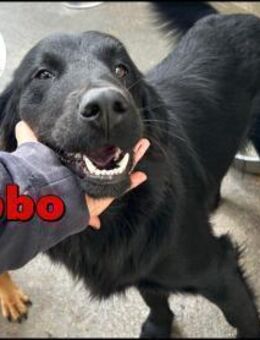 lieber Retriever Mischling Sebbo sucht.. - Margetshöchheim