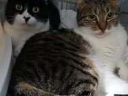 🆘Valentina & Nia leiden im Käfig🆘 - Eislingen (Fils)