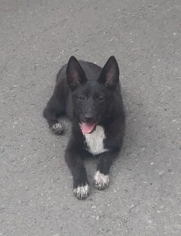 Lissa - Mönchengladbach