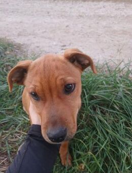 KINCSÖ-VA. neugierig und verspielt - Neustadt (Rübenberge)