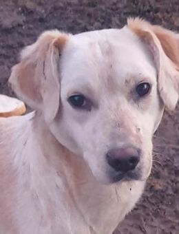 DIESEL - möchte seine Familie finden - Sulzbach-Laufen