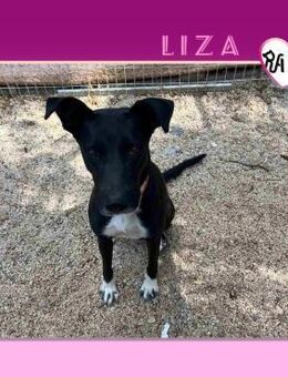 🩷🖤 LIZA 🖤🩷 - SCHENKST DU MIR DEINE L - Alfeld (Leine)