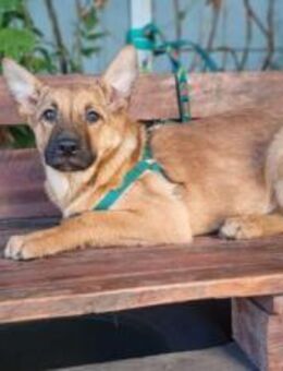 Wer öffnet sein Herz für Tamani ? - München