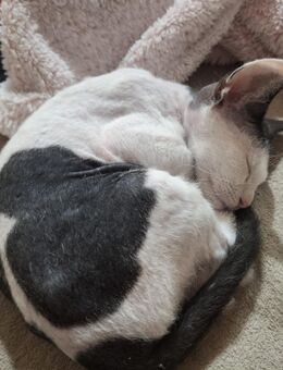 Sphynx Brush Junge 11 Wochen - Leverkusen