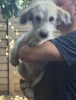 Kleine Nena sucht ein Körbchen - Düsseldorf