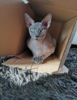 Don Sphynx Deckkater - Clausthal-Zellerfeld Zentrum