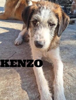 Kenzo sucht sein FürImmerZuHause - Neuberg