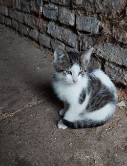 Katze Kitten 13 Wochen alt Kater Hauskatze zutraulich - Sülzetal