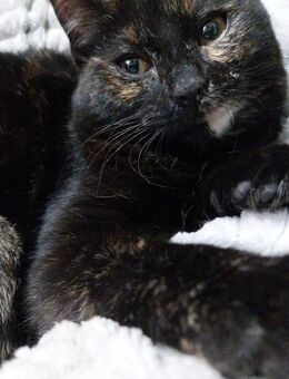 zuckersüße und liebevolle kleine Betty - Rambin