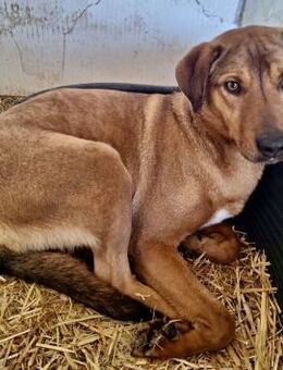 Timber - hübscher Rüde sucht ein Zuhause - Weilheim (Oberbayern)
