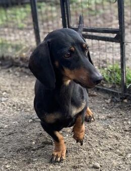 DORKA HAT LIEBE VERDIENT - Nörten-Hardenberg