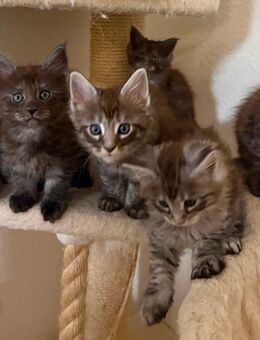 Maine Coon Kitten suchen ein neues Zuhause - Tornesch