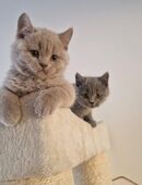 Britisch Kurzhaar Kitten. in 04600
