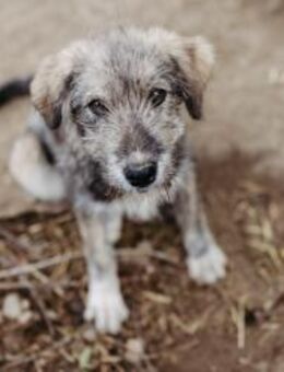 wundervolle Leni sucht ein 🏠💕 - Kallmünz
