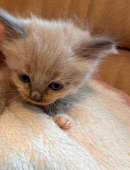 Süße kleine Ragdoll Kitten - Könnern Beesenlaublingen
