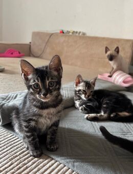 Wunderschöne Bengal Katzen/ Reinrassig/ besonders - Wriezen