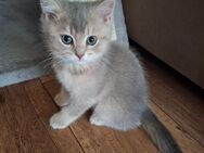 Britisch Kurzhaar Kitten - Muldestausee