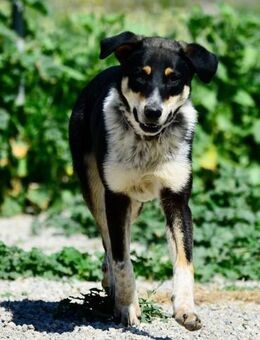 Little Linda, fröhliches Welpenmädchen, - Vaterstetten