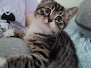 Süße BKH MIX Babykatzen . - Köln