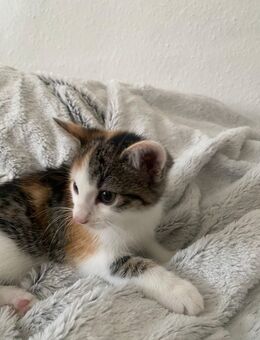 Main Coon Mix - Bad Buchau
