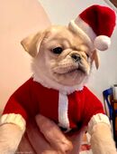 Zuckersüßer Mopsjunge (Retromops/Sportmops) sucht sein für immer zu Hause in 37574