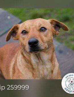 Chip 259999 sucht ein Zuhause - Kirchzell