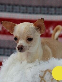 TINY - nur noch schöne Dinge erleben - Overath