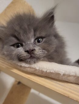 "Suger " Maine coon Blh mix - Herne Mitte