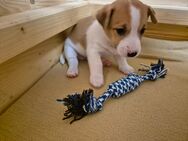 Jack Russell Terrier Welpen - Hagen (Stadt der FernUniversität) Boele