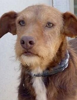 DORAMI - sanft & zutraulich...... - Kempen