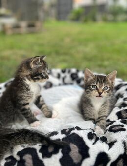 Maine Coon Baby Mix - Worpswede