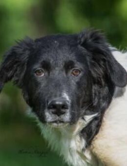 Möchten Sie Peppe adoptieren? - Neuss