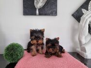 Kleinbleibende Yorkshire Terrier Babys/ Chip - Simbach