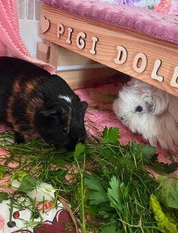 Schweren Herzens: Zwei liebe Meerschweinchen mit Zubehör nur im Doppelpack abzugeben❤️😔 - Wedel Zentrum