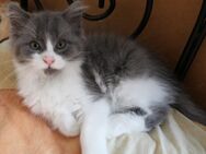 Maine Coon / Perser Kitten blau-weiß - Burgwedel