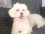 Malteser Junge sucht Zuhause - Frankfurt (Main) Niederrad