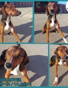 Rover Bracke Mischling Rüde sucht Heim - Margetshöchheim