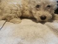 Maltipoo Welpen - Markdorf