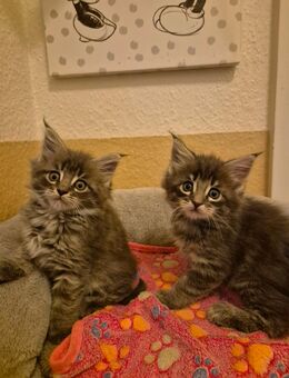 Maine Coon Mixkitten - Pirna