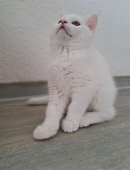 🐾 Zwei weiße Britisch-Kurzhaar-Katzenbabys suchen ein Zuhause 🏡 - Osnabrück