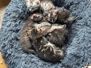 Katzenbabys / Kitten Maincoon mix - Mülheim (Ruhr)